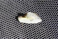 Cilix glaucata/hispanica