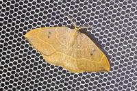 Watsonalla binaria