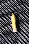 Oncocera semirubella