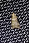 Acrobasis tumidana