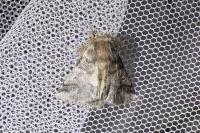 Thaumetopoea processionea