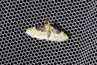 Idaea filicata