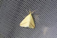 Rhodometra sacraria