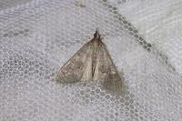 Mecyna asinalis