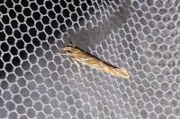 Pyroderces argyrogrammos