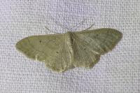 Idaea straminata