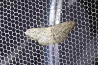 Idaea seriata
