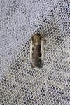 Ochropleura plecta