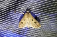 Agrotis exclamationis