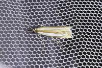 Crambus pascuella