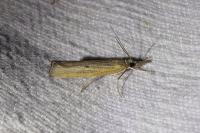 Agriphila inquinatella
