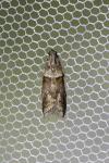Acrobasis consociella