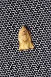 Archips podana