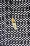 Eucosma cana