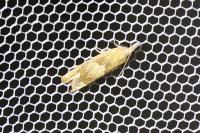 Eucosma conterminana