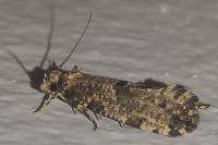 Morophaga choragella