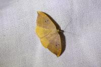 Watsonalla binaria