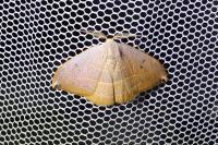 Watsonalla uncinula