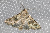 Hecatera dysodea