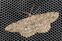 Hypomecis punctinalis