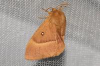 Lasiocampa quercus