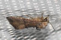 Mesoligia furuncula
