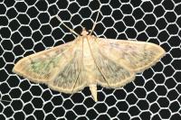 Patania ruralis