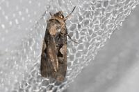 Xestia c-nigrum