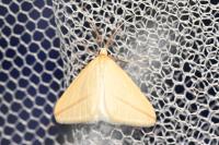 Rhodometra sacraria