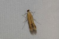 Coptotriche marginea
