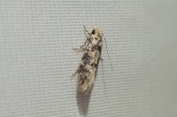 Infurcitinea albicomella