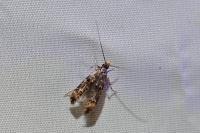 Stenoptinea cyaneimarmorella