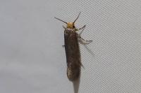 Cephimallota crassiflavella