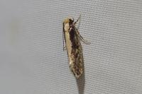 Monopis crocicapitella