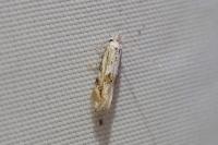 Bucculatrix bechsteinella