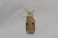 Agonopterix propinquella