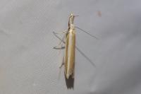 Pleurota aristella