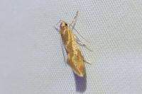 Metalampra italica
