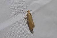 Crassa unitella