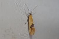Batia lambdella