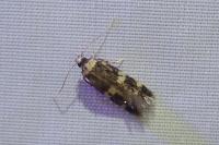 Oegoconia deauratella