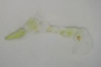 Oegoconia deauratella