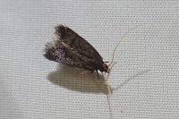 Eurodachtha siculella