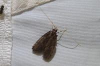 Homaloxestis briantiella