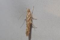 Pyroderces argyrogrammos