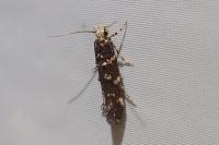 Eteobalea serratella