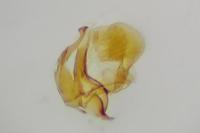 Eteobalea serratella