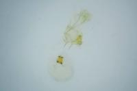 Bryotropha senectella