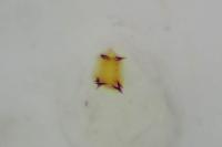Bryotropha senectella
