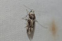 Recurvaria nanella